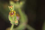 Florida pineland spurge